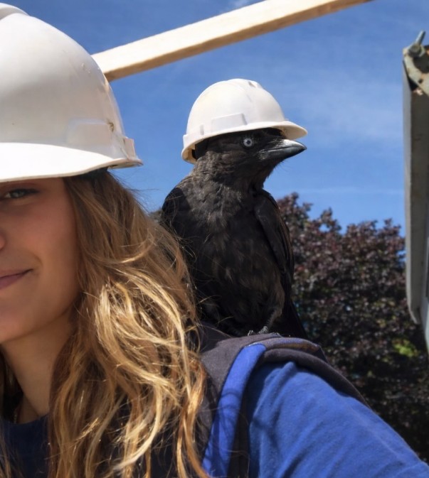 Tijdens mijn stage als uitvoerder was er een vaste bezoeker op de bouw: een kauw. 🦇